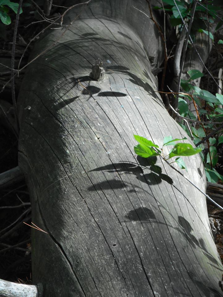 near the graves...the grain of wood comes to light...
