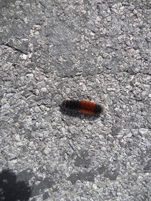 on many legs walking from summer into fall..