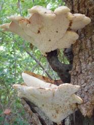 Shelf Fungus Out Back Tom Clausen