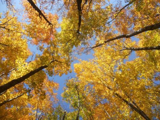 autumn trees on Wheeler Mountain near Lake Willoughby 10-8-13