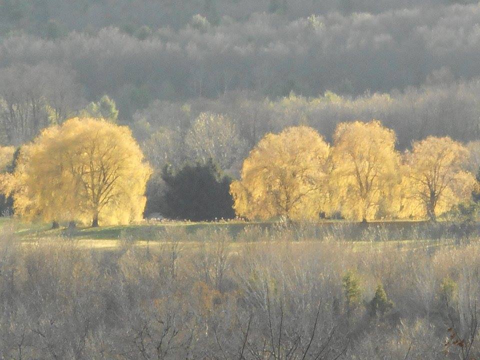 autumn light in willows across Six Mile Creek gorge...taken from across the road from our house... 11-14-15-