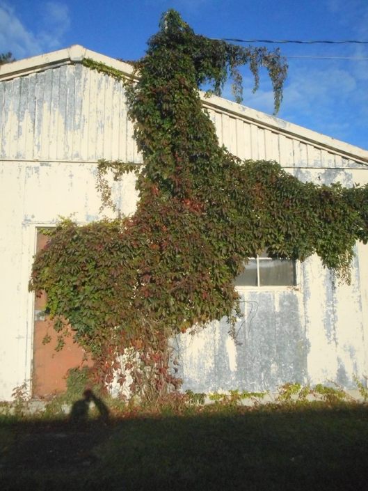 Hi Ho Silver - vines rearing on the side of a shed... 9-28-17