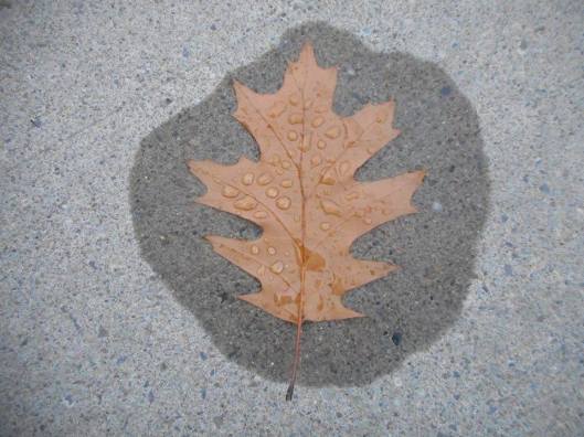 holding on to the rain that brought it down...