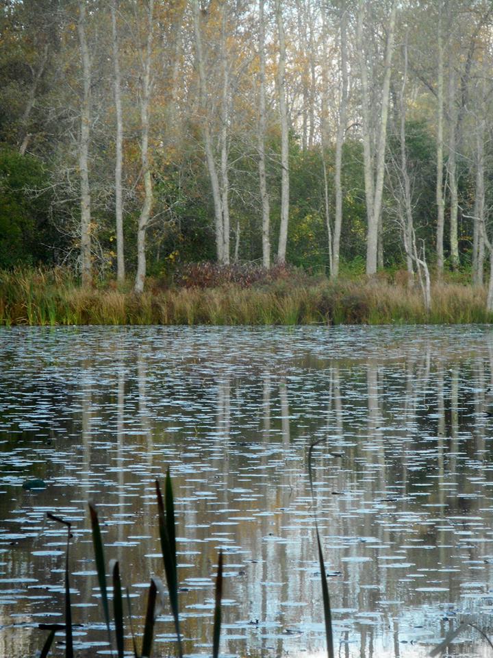 Sapsucker Woods pond views 10-10-18-.