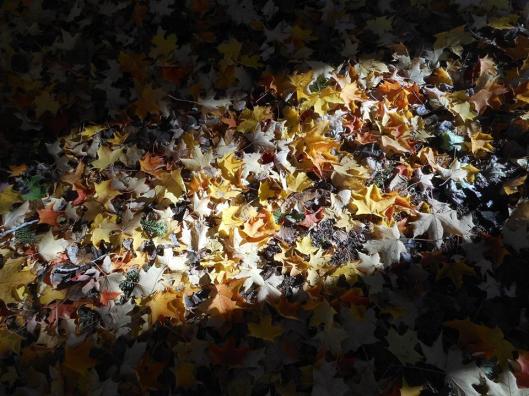side yard early morning sun on leaves 10-16-16..