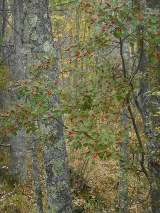 subtle autumn tones like this one and in other places a great light brightness...